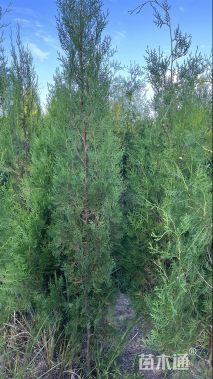 高度240厘米侧柏