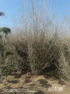 高度400厘米水腊