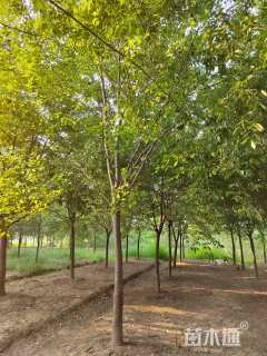 17公分榉树