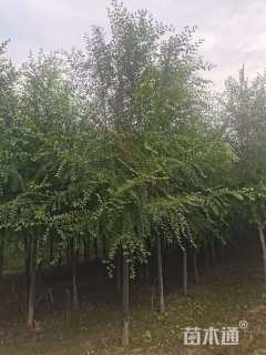 6公分白榆