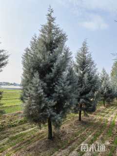 高度450厘米蓝冰柏