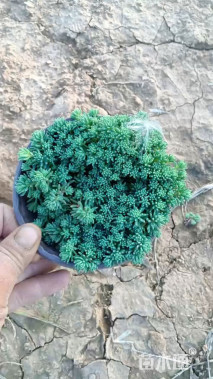 高度30厘米假龙头