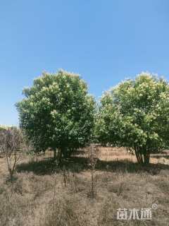 4公分(4杆)丛生女贞