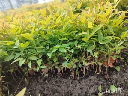 高度10厘米南天竹小苗