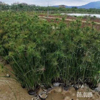 高度30厘米纸莎草