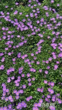 高度20厘米姬小菊