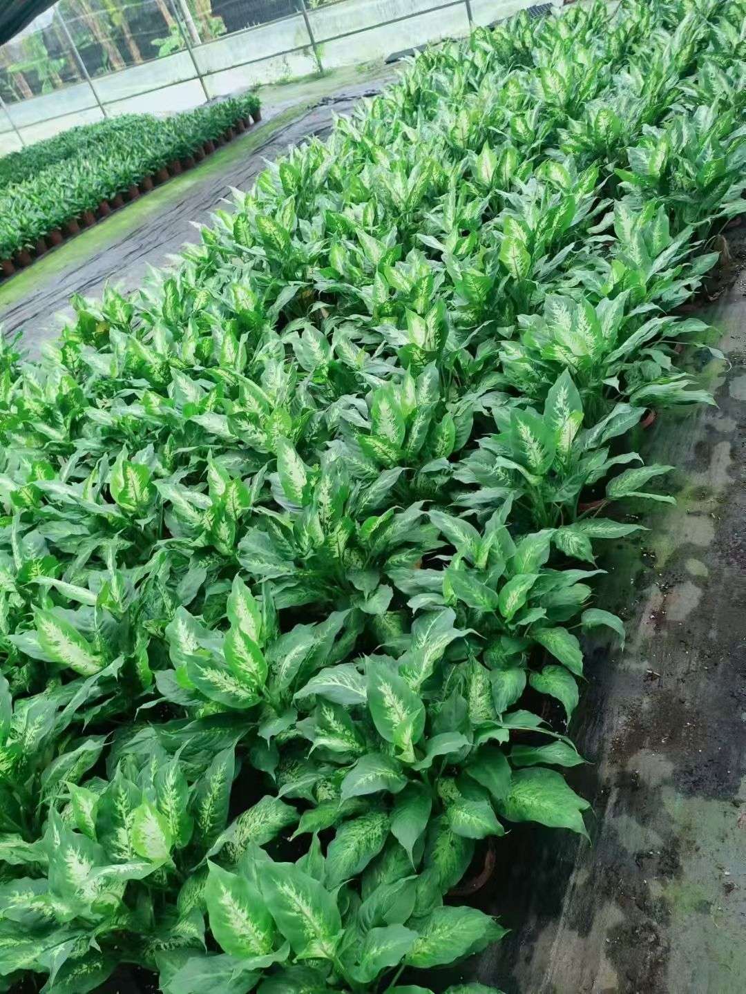 高度30厘米万年青