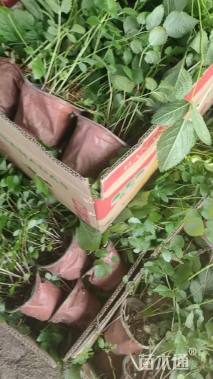 高度30厘米落新妇