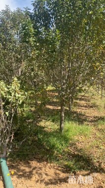 15公分绚丽海棠