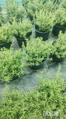 高度50厘米金边六月雪