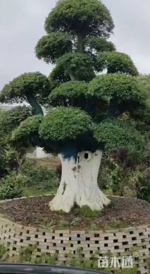 15公分造型椤木石楠
