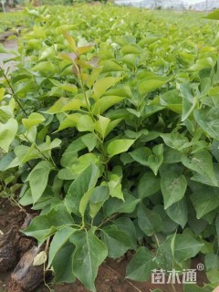 高度45厘米精品丁香