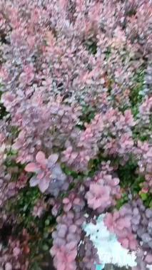 高度30厘米红叶小檗