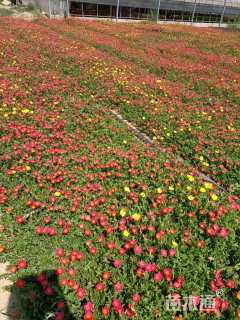 高度15厘米太阳花