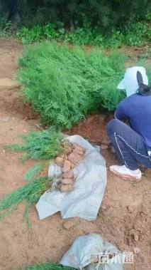 高度50厘米侧柏小苗