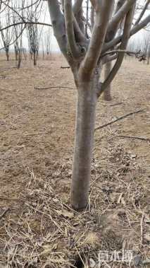 15公分杨树