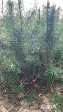 高度200厘米黑松