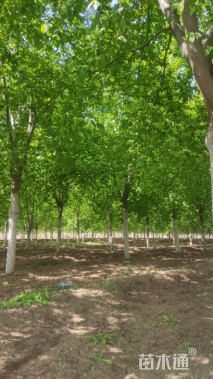 16公分紫叶稠李