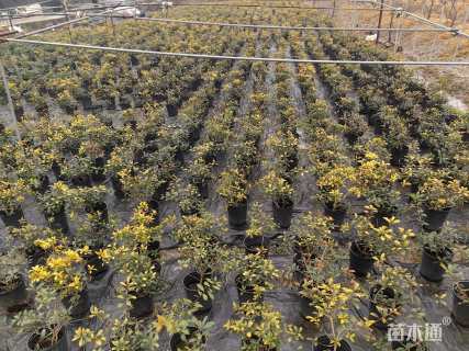 高度20厘米黄金枸骨