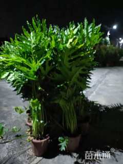 高度80厘米希望蔓绿绒