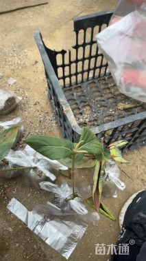 高度250厘米木绣球