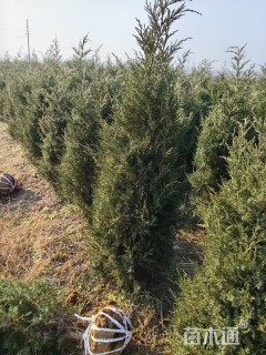 高度120厘米塔柏