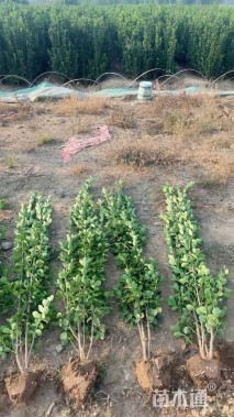 高度150厘米北海道黄杨