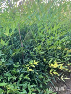 高度48厘米南天竹