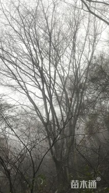 25公分朴树
