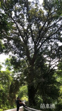 49公分朴树