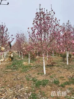 11公分紫玉兰