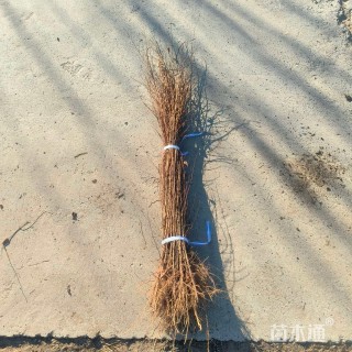高度80厘米榆树小苗