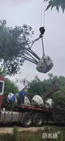 高度600厘米丛生茶条槭