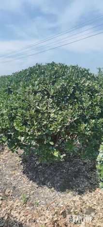 冠幅200厘米红叶石楠球