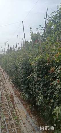 150厘米藤本月季