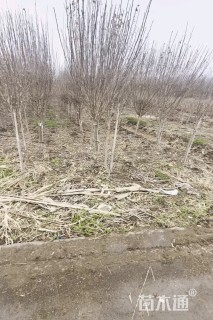 高度150厘米木槿