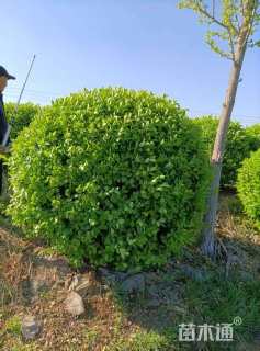 冠幅100厘米卫矛球