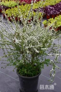 高度45厘米喷雪花