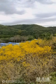 10公分黄花风铃木