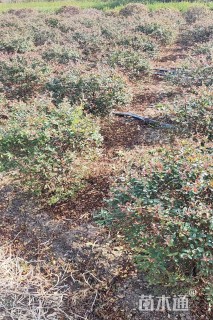 冠幅1000厘米火棘球