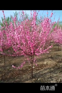 10公分榆叶梅