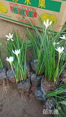 高度30厘米白花葱兰