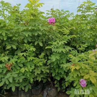 高度50厘米四季玫瑰