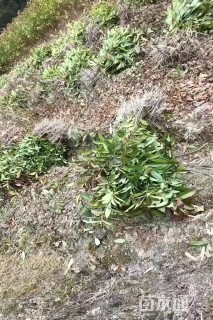高度150厘米木荷小苗