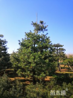 高度500厘米华山松