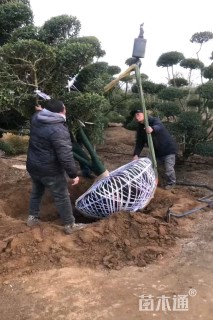 12公分造型小叶女贞