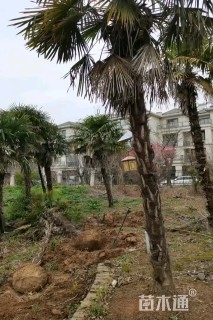 裸干高400厘米棕榈