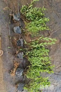 高度30厘米小叶栀子