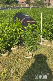 高度70厘米大红花