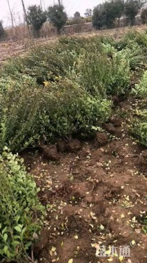 高度50厘米卫矛